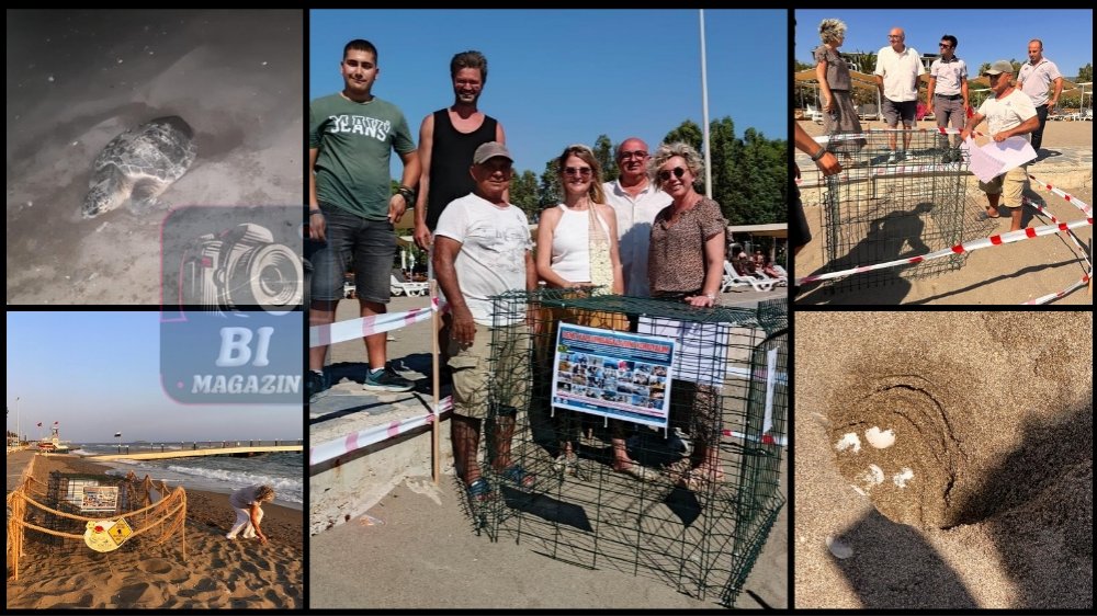 "Zühre"nin Mucizesi: Caretta Caretta Club Yalı Resort Sahilinde Yumurtladı...