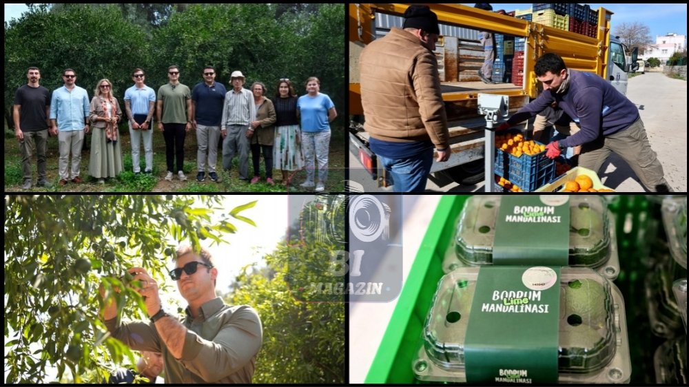 Mandalin Üreticisine 5 Milyon Kazanç...